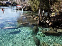 Manatees in Crystal River Florida