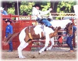 Williston Rodeo